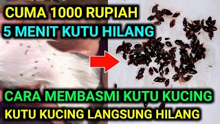 Download lagu cara menghilangkan kutu kucing | cara membasmi kutu kucing mp3