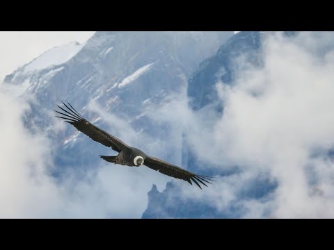 ♫♪ Kondorov Let ♫♪