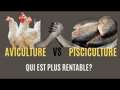 , title : 'Aviculture VS Pisciculture, Faisons la comparaison'