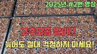고추모종 발아가 조금 늦어져도 절대 걱정하지 마세요^^ 2025년 #2