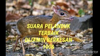 Download lagu Suara Memanggil Pelanduk @ Kancil Paling Berkesan Di Dunia mp3