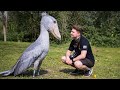 When Animals Face Humans In The Most Ridiculous Ways