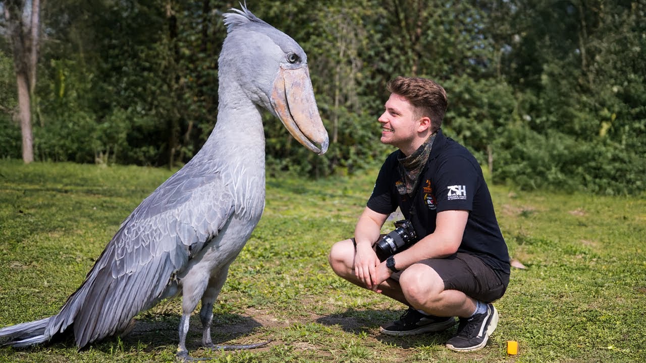 When Animals Face Humans in the Most Ridiculous Ways 😂