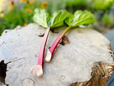 The Ultimate Rhubarb Guide: How to EASILY Grow, Harvest & use Rhubarb in the most delicious recipes!
