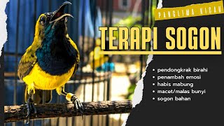 Download lagu Suara Sogon Terapi Mental 🔥 Untuk Sogon Macet Agar Cepat Bunyi #pancingansogon #sogongacordor #sogon mp3