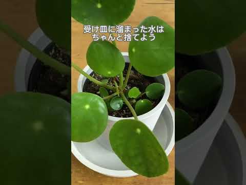 チャイニーズマネープラント、宣教師植物、ペペロミア葉ピレア、ピレアペペロミオイデス