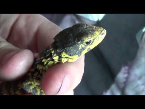Smaug obrovský (sungazer) (Smaug giganteus) — video o chove a starostlivosti