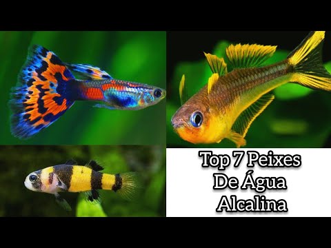Top 7 Peixes Indicado Para P.H Alcalino