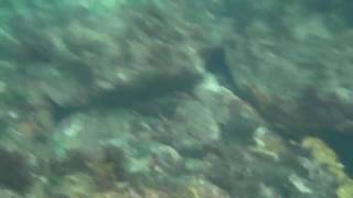 preview picture of video 'Beautiful Fishes in Yakushima's Sea --- SANYO Xacti-CA9'