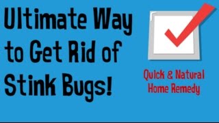 How to Get Rid of Stink Bugs in the House | Getting Rid of Stink Bugs Quick