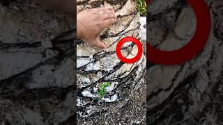 How to catch a lizard 🦎 #wildlife