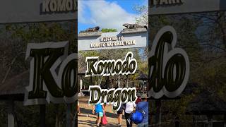 🐉 Komodo Dragons 🏝️ #shorts