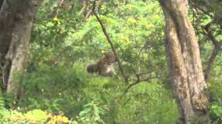 preview picture of video 'LEOPARD in YALA National Park, Sri Lanka'