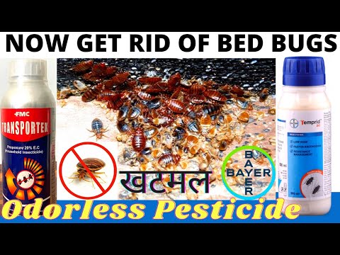 Bed bugs control service