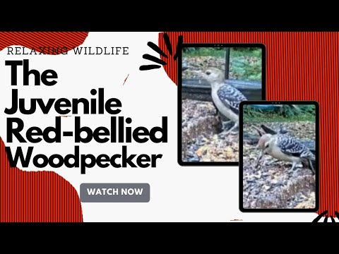 The Juvenile Red-bellied Woodpecker