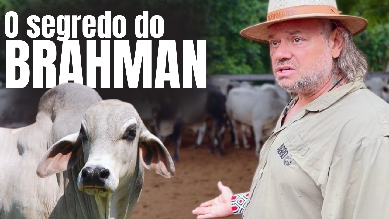 THE MOST RESISTANT BREED OF CATTLE IN THE WORLD: DISCOVER THE SECRET OF THE BRAHMAN!