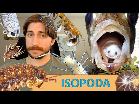 Isopoda: The Isopods - Order Spotlight  Insect Spotlight Project