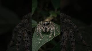 Jumping Spider's Hydraulic 50x Leap Explained (Macro)