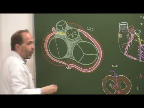 Thorax 5 - Vascularisation du cœur [Coronary arteries, cardiac veins]