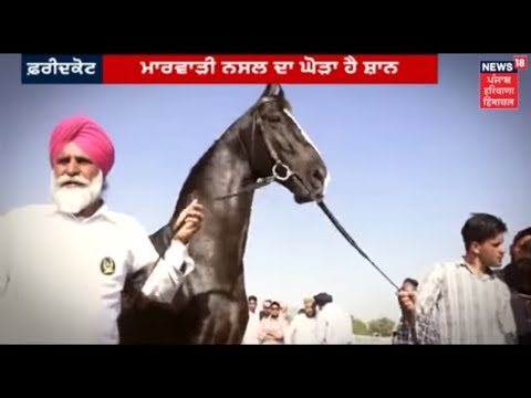 Punjab's World Champion Horse Shaan Which Is Priced At Rs 10 Crore