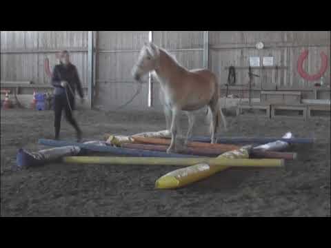 Challenge 2 [Extreme Trail Pauwels] - Janko