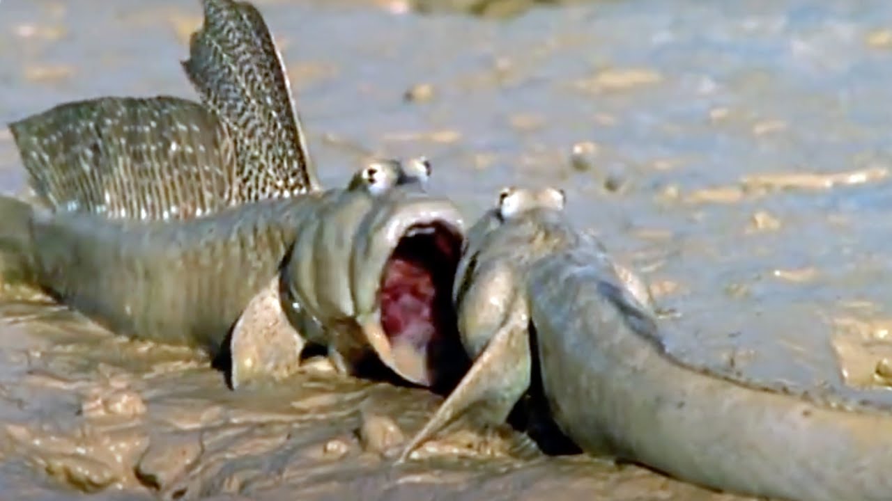 Sweaty Mudskippers Try To Cool Down Walk On The Wild Side Funny Talking Animals BBC Earth