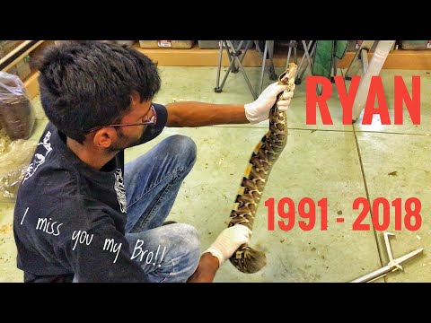 download lagu mp3 mp4 Ryan Soobrayan, download lagu Ryan Soobrayan gratis, unduh video klip Download Ryan Soobrayan Mp3 dan Mp4 320kbps Gratis