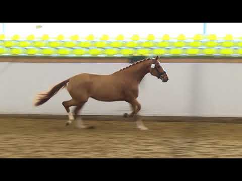 Freilaufwettbewerb Abt. Dressur - Kat.-Nr. 15 Stute von Destano/Quando-Quando