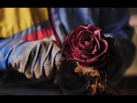 Goriški sprehodi: Goriški radič