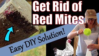 How to get rid of Red Mite in Chicken Coop