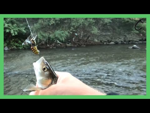 Ultra light chub spinning on a small river try to catch some fish- Ultralight chub fishing