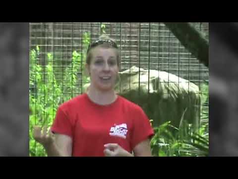 Tiger Tales: Video from Joe Exotic's Collection from Big Cat Rescue