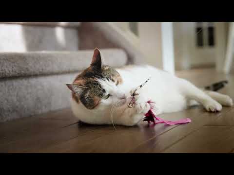 ACANA Cat Food | Real, Whole Ingredients | Obsessively Canadian