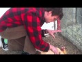 MGG Hypnotizes A Chicken