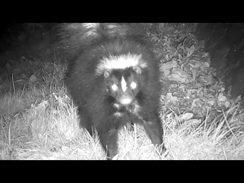 Skunk stomping feet & making noises | Striped