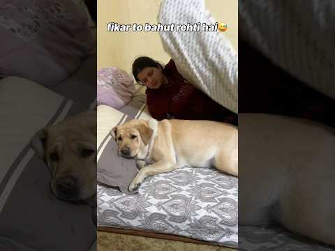Fikar to hai 😅 || labra rubi || #youtubeshorts #shorts #labrador #dog #funny #memes #viralshort