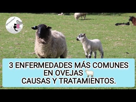 3 enfermedades más comunes en ovejas y su tratamiento 😊👍🐑#veterinaria #ovejas #zootecnia #rumiantes