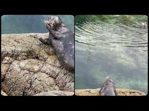 Frog Eyes - Television, a Ghost in My Head (Official Visualizer)