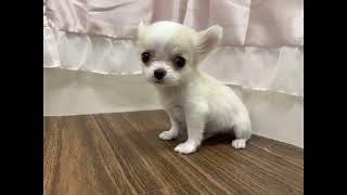 チワワ（ロング）の動画01