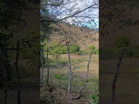 em florestal município de maraial Pernambuco