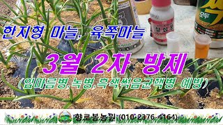마늘 2차 방제(잎마름병, 녹병, 흑색썩음균핵병 예방) 및 웃거름주