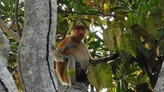 preview picture of video 'Proboscis Monkey @ Klias Wetland, Sabah, Borneo'