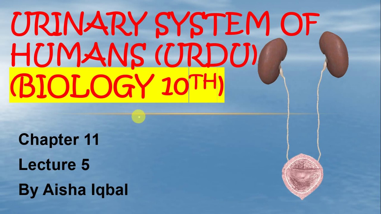 Unrinary System of Humans