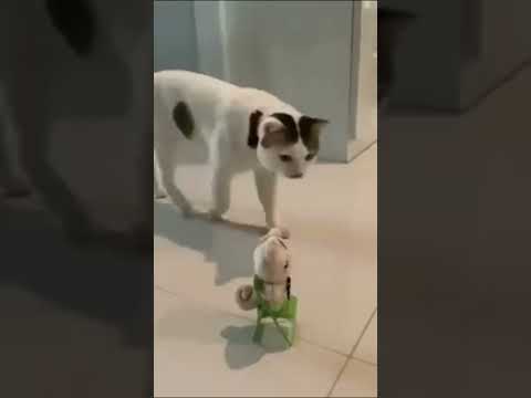 Cute cats😹😹 #cat #cats #shorts #viral #anvijoshi