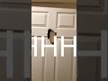 Elmo Smashes Though Door 2025 Remastered But Real
