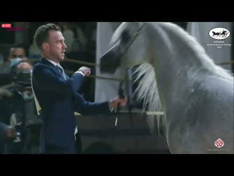 N 446 EKS MANSOUR   Katara Int  Arabian Horse Festival 2022   Stallions 7 10 Years Old Class 11