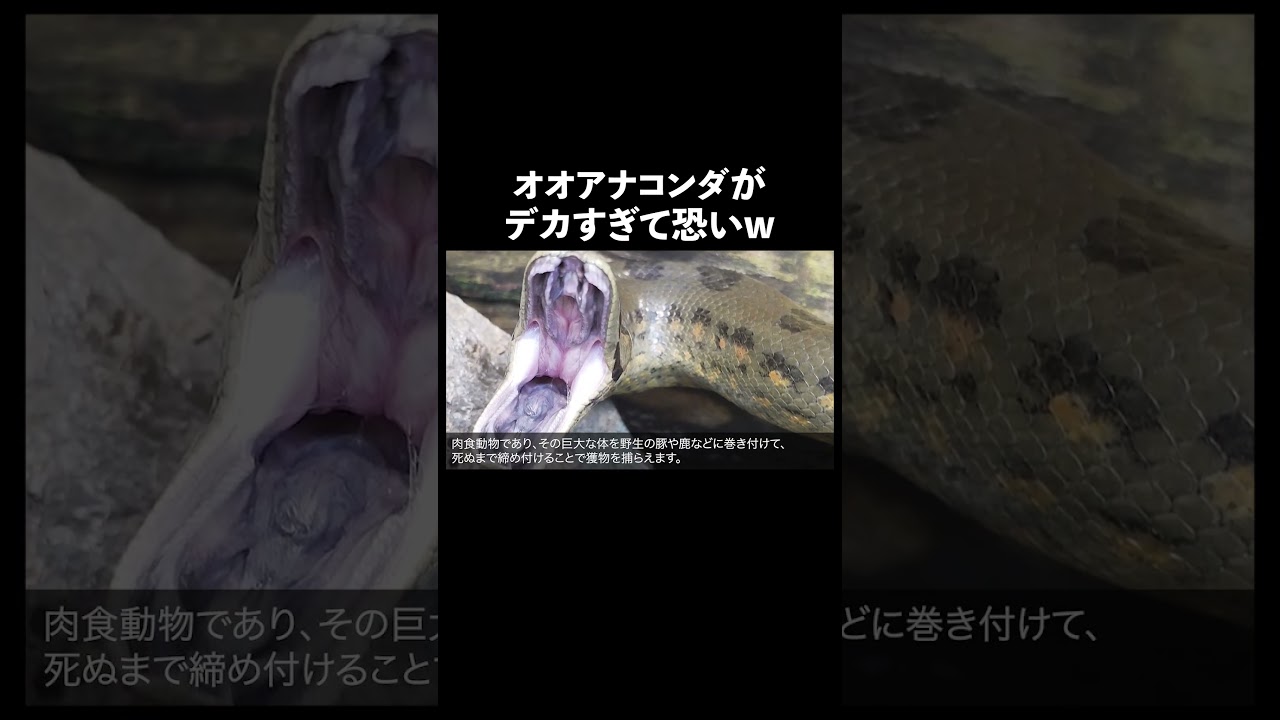 オオアナコンダ #蛇 #生態解説 #雑学