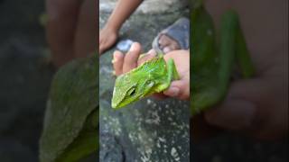 Amazing,,, please saving the green lizard 🐊 🥺 #nature #life #shorts