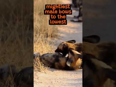 Understanding The Social Structure of Hyena Clans | The Wild Animal Facts