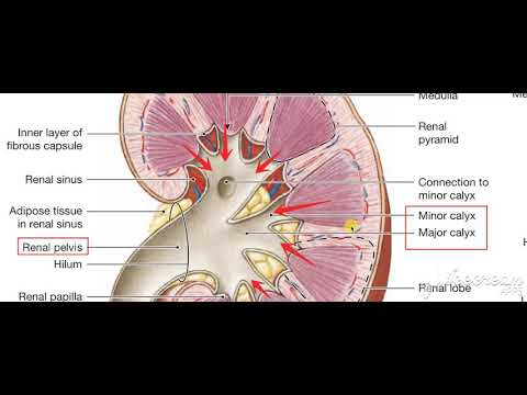 kidneys longitudinal sections 2